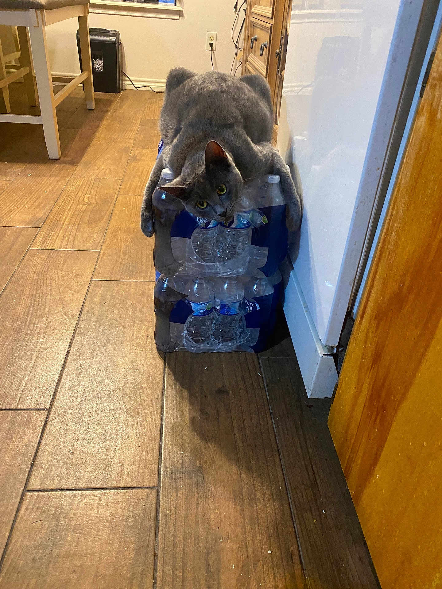 Mia joined the competition — help win amazing prizes! cat, gray_cat, bottled_water, plastic_bottles, kitchen, wooden_floor, furniture, cabinet, curious, pet, indoor, animal, flooring, domestic, playful, yellow_eyes, household, relaxed, funny_pose, cat_claws