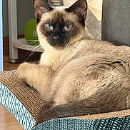 Teddy is registered to the contest to win money with this photo: cat, siamese_cat, blue_eyes, whiskers, fur, face, ears, tail, paw, cardboard_scratcher, lounging, indoor, furniture, basket, portrait, closeup, curious, home, floor, relaxed