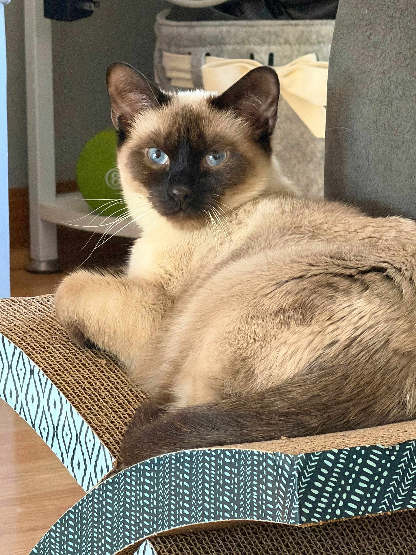 Teddy is registered to the contest to win money with this photo: cat, siamese_cat, blue_eyes, whiskers, fur, face, ears, tail, paw, cardboard_scratcher, lounging, indoor, furniture, basket, portrait, closeup, curious, home, floor, relaxed