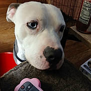 Bjorn Ironside joined the competition — help win amazing prizes! animal_face, black_nose, blue_eye, can, close, close_up, collar, companion, curious, cute, dog, domestic_animal, fuzzy_surface, household, indoor, looking, pet, remote_control, snout, wood_floor