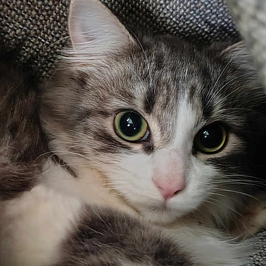 Ferrah Garcia joined the competition — help win amazing prizes! animal, cat, close_up, comfort, curious, cute, ear, feline, fluffy, gray, green_eyes, indoor, nose, pet, portrait, resting, soft, texture, whiskers, white
