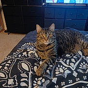 Chunky joined the competition — help win amazing prizes! cat, tabby, bedspread, pattern, indoor, furniture, dresser, television, person_on_tv, yellow_eyes, pet, animal, carpet, relaxed, lying_down, home, cozy, domestic, striped, whiskers