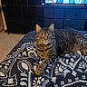 cat, tabby, bedspread, pattern, indoor, furniture, dresser, television, person_on_tv, yellow_eyes, pet, animal, carpet, relaxed, lying_down, home, cozy, domestic, striped, whiskers