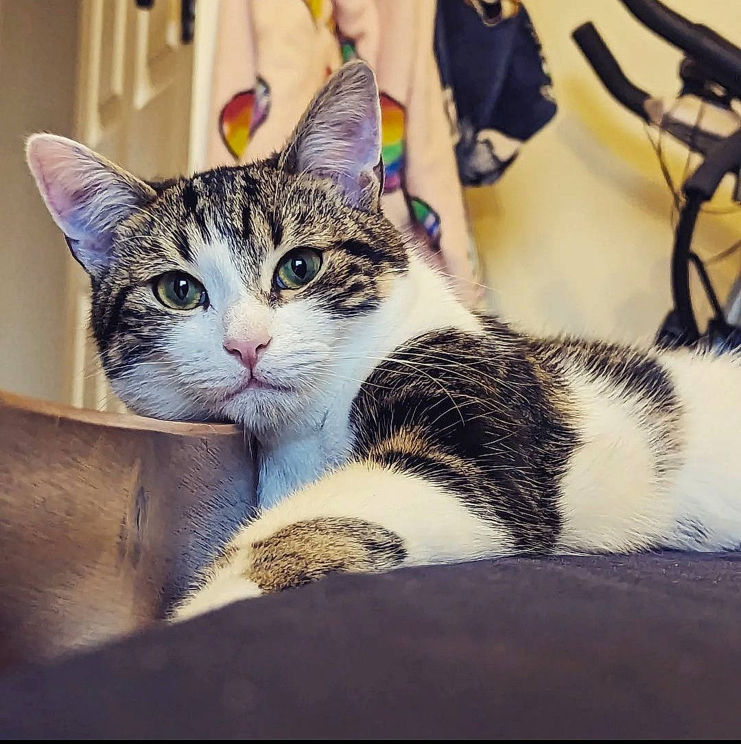 Rocket is registered to the contest to win money with this photo: carnivore, cat, comfort, domestic_short_haired_cat, felidae, fur, metal, nap, paw, small_to_medium_sized_cats, square, whiskers