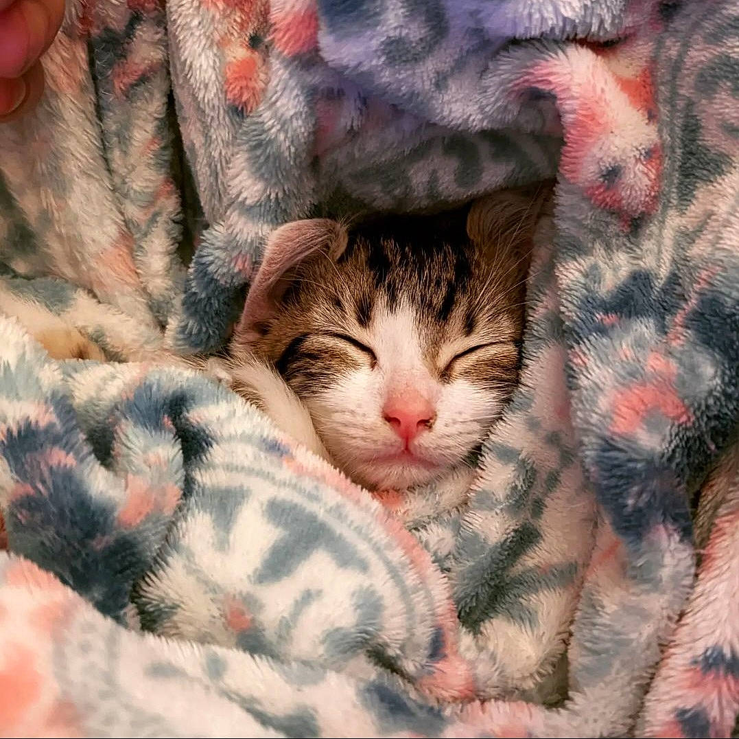 Rocket is registered to the contest to win money with this photo: carnivore, cat, comfort, domestic_short_haired_cat, felidae, fur, grass, nap, pattern, paw, plant, sky, sleep, small_to_medium_sized_cats, snout, tail, textile, tree, whiskers, wilderness