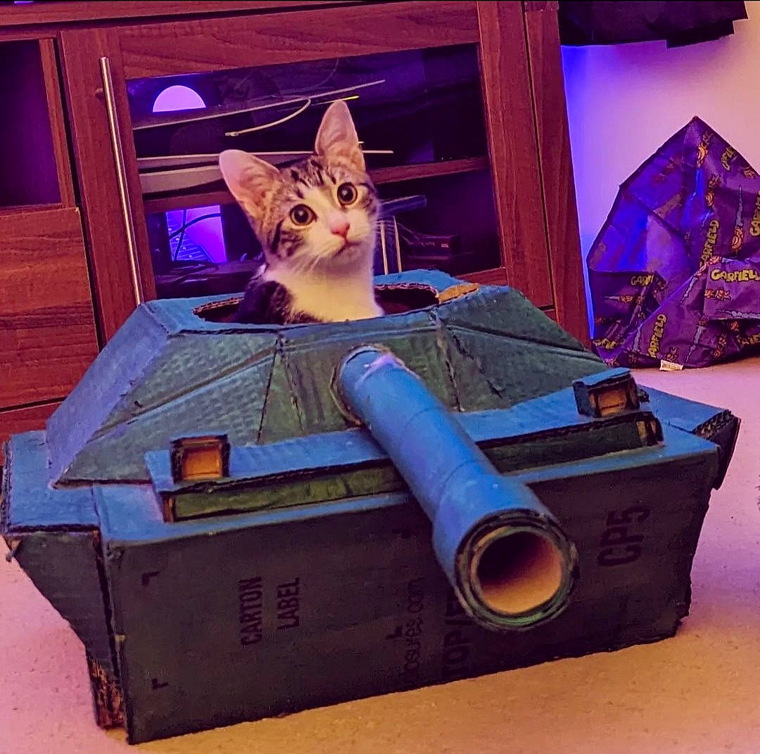 Rocket joined the competition — help win amazing prizes! box, cardboard, carnivore, carton, cat, domestic_short_haired_cat, fawn, felidae, fur, hardwood, packaging_and_labeling, packing_materials, purple, room, shipping_box, small_to_medium_sized_cats, space, tail, whiskers, wood