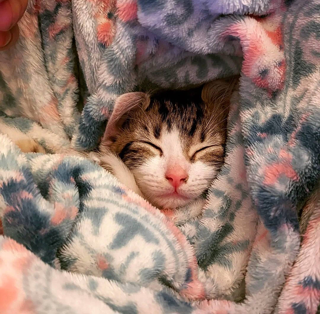 Rocket is registered to the contest to win money with this photo: carnivore, cat, cloud, comfort, domestic_short_haired_cat, felidae, fur, grass, linens, nap, pattern, paw, plant, sky, small_to_medium_sized_cats, snout, tail, textile, tree, whiskers