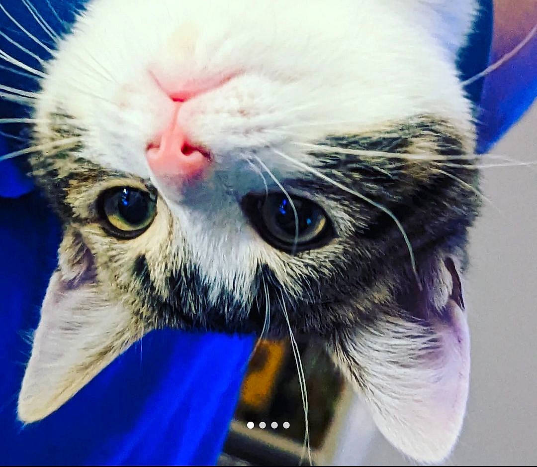 Rocket joined the competition — help win amazing prizes! carnivore, cat, claw, domestic_short_haired_cat, ear, electric_blue, fang, felidae, fur, macro_photography, nose, paw, photo_caption, photography, small_to_medium_sized_cats, snout, terrestrial_animal, whiskers, wildlife