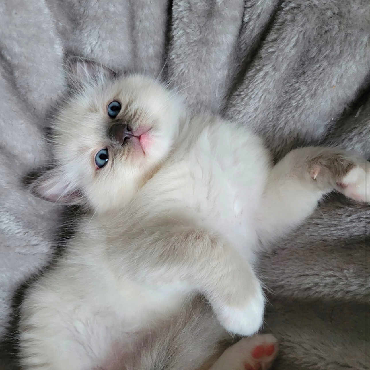 Appy a rejoint le concours — aidez-le/la à gagner de superbes lots ! angora, animal, blanket, cat, kitten, manx, person, pet, siamese, sleeping, white