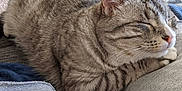 Lola Marie Sabers joined the competition — help win amazing prizes! cat, tabby, sleeping, cozy, fur, pet, animal, whiskers, closeup, domestic_cat, relaxation, cute, soft, resting, indoor, feline, paw, face, ears, nap