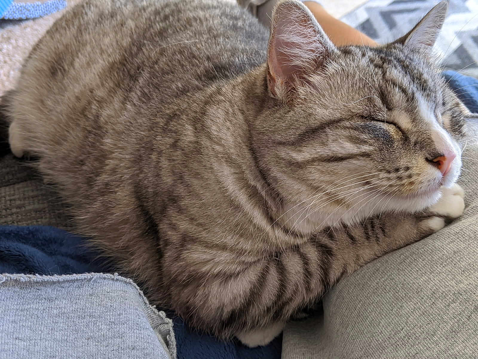 Lola Marie Sabers joined the competition — help win amazing prizes! cat, tabby, sleeping, cozy, fur, pet, animal, whiskers, closeup, domestic_cat, relaxation, cute, soft, resting, indoor, feline, paw, face, ears, nap
