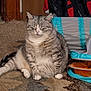 Lola Marie Sabers joined the competition — help win amazing prizes! cat, tabby, indoor, carpet, pet, feline, resting, cozy, animal, fur, cute, relaxed, cat_bed, orange, blue, striped, whiskers, paws, plush, home