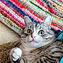 Lola Marie Sabers is registered to the contest to win money with this photo: cat, tabby, wide_eyes, paw, whiskers, fur, indoor, rug, colorful_blanket, curious, surprised, pet, animal, close_up, cute, feline, domestic_cat, striped, resting, soft