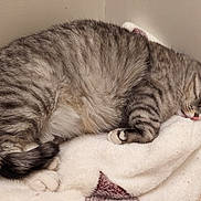Lola Marie Sabers joined the competition — help win amazing prizes! cat, tabby_cat, sleeping, curled_up, feline, pet, indoor, blanket, cozy, fur, whiskers, paw, tail, relaxed, napping, cute, domestic_animal, resting, soft, quiet