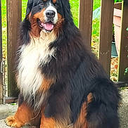 Nougat participe au concours pour gagner de l'argent avec cette photo : dog, bernese_mountain_dog, sitting, outdoor, fence, fur, happy, pet, animal, canine, grass, pavement, brown, black, white, tongue, portrait, cute, fluffy, friendly