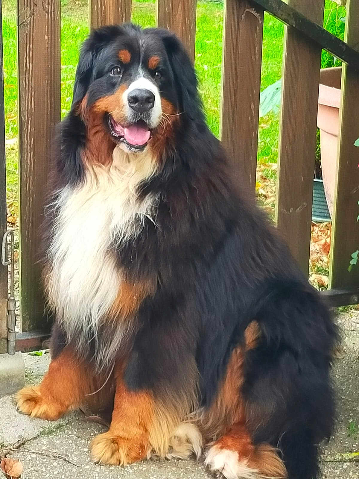 Nougat participe au concours pour gagner de l'argent avec cette photo : dog, bernese_mountain_dog, sitting, outdoor, fence, fur, happy, pet, animal, canine, grass, pavement, brown, black, white, tongue, portrait, cute, fluffy, friendly