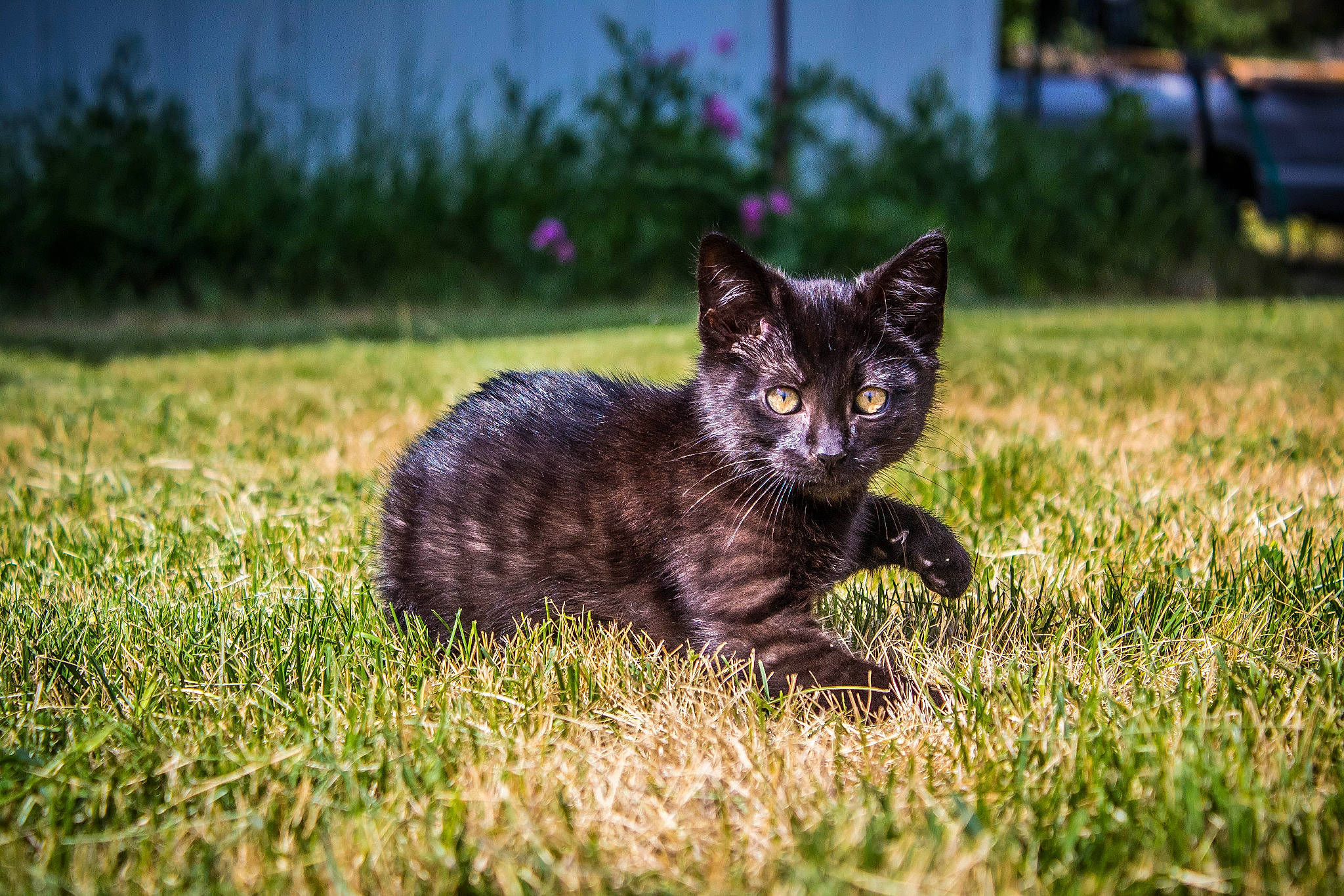 Balzack is registered to the contest to win money with this photo: black_cat, carnivore, cat, domestic_short_haired_cat, eye, fawn, felidae, fur, grass, grassland, groundcover, meadow, plant, sky, small_to_medium_sized_cats, snout, tail, terrestrial_animal, tree, whiskers