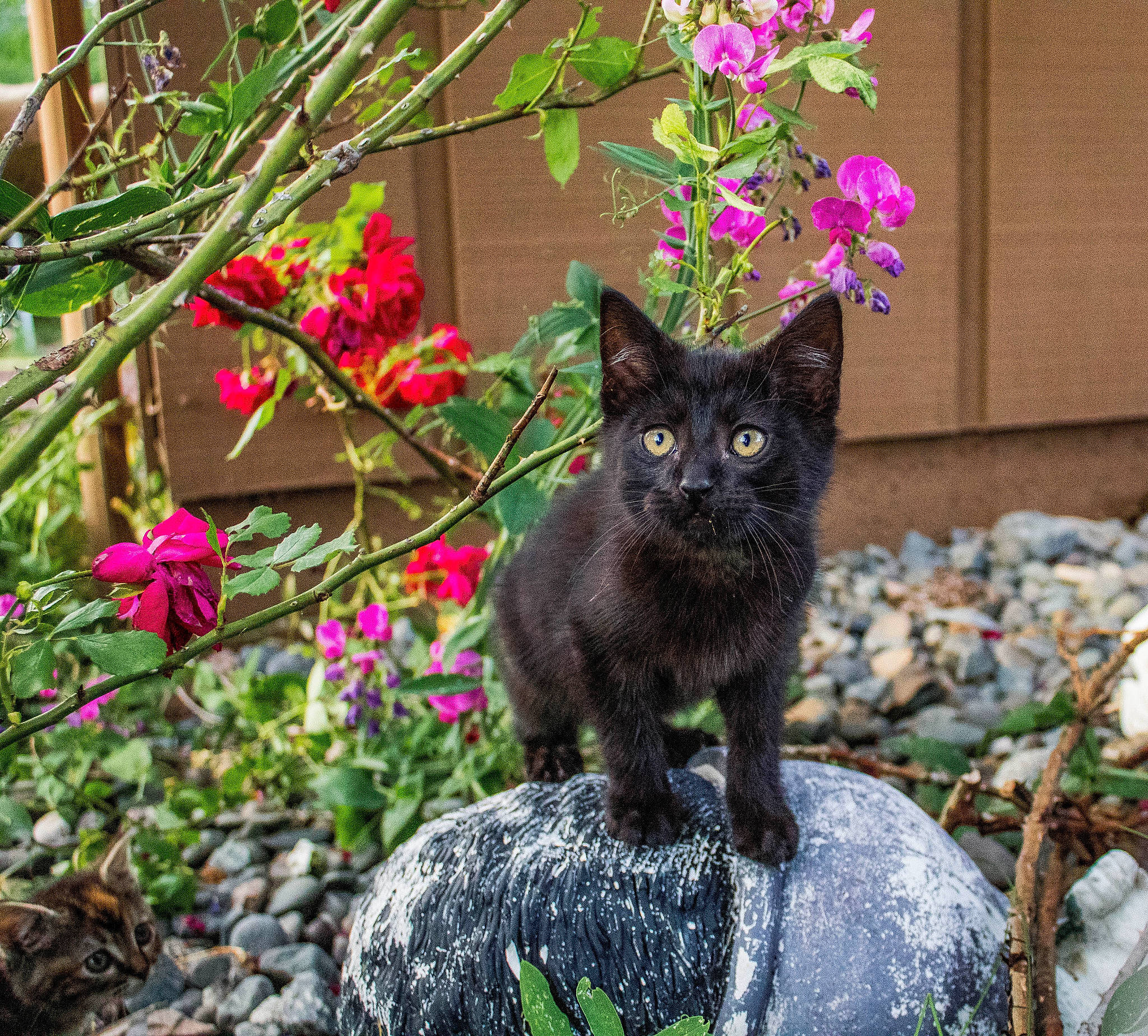 Balzack joined the competition — help win amazing prizes! bombay, botany, carnivore, cat, domestic_short_haired_cat, felidae, flower, flowering_plant, grass, groundcover, leaf, organism, petal, plant, shrub, small_to_medium_sized_cats, tail, terrestrial_plant, tree, whiskers