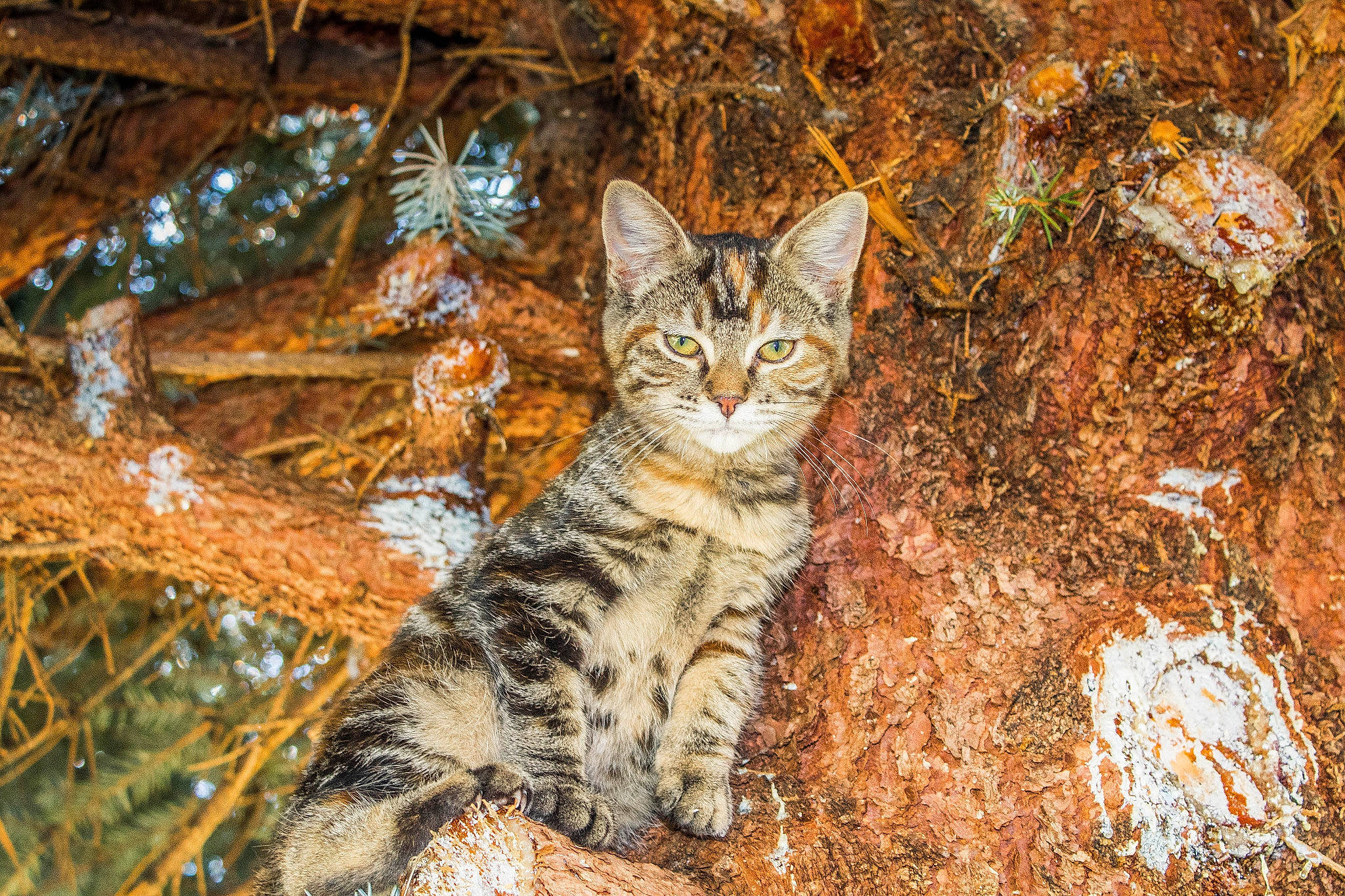 Cece is registered to the contest to win money with this photo: branch, carnivore, cat, fawn, felidae, fur, grass, larch, plant, small_to_medium_sized_cats, snout, tail, terrestrial_animal, tree, trunk, twig, whiskers, winter, wood, woody_plant