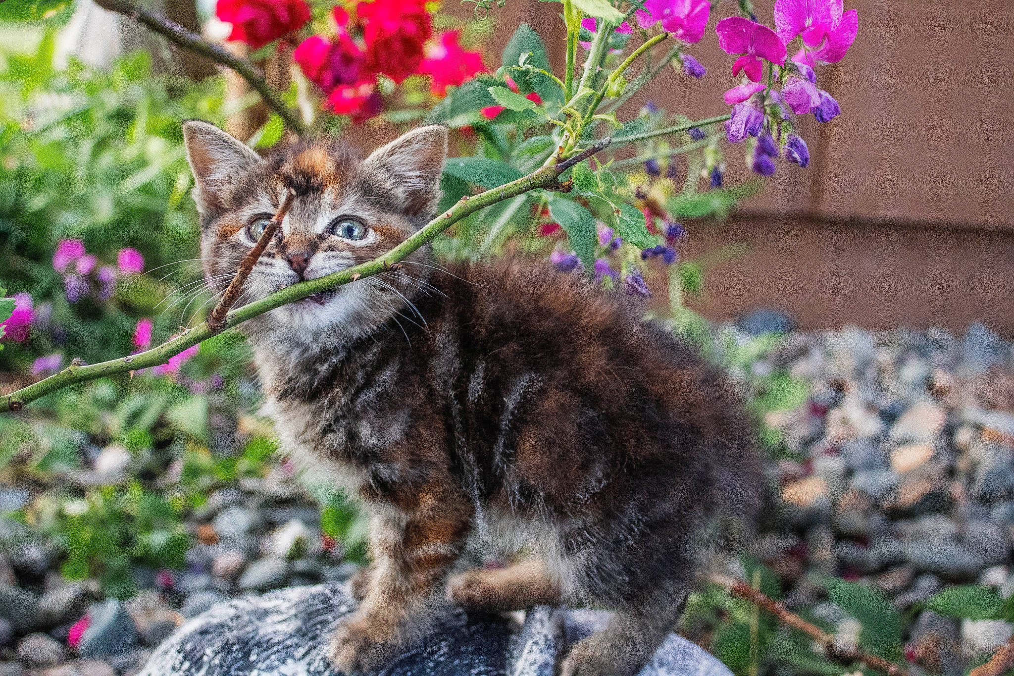 Cece is registered to the contest to win money with this photo: botany, carnivore, cat, domestic_short_haired_cat, fawn, felidae, flower, fur, grass, groundcover, leaf, nature, organism, plant, small_to_medium_sized_cats, snout, spring, tail, terrestrial_animal, whiskers