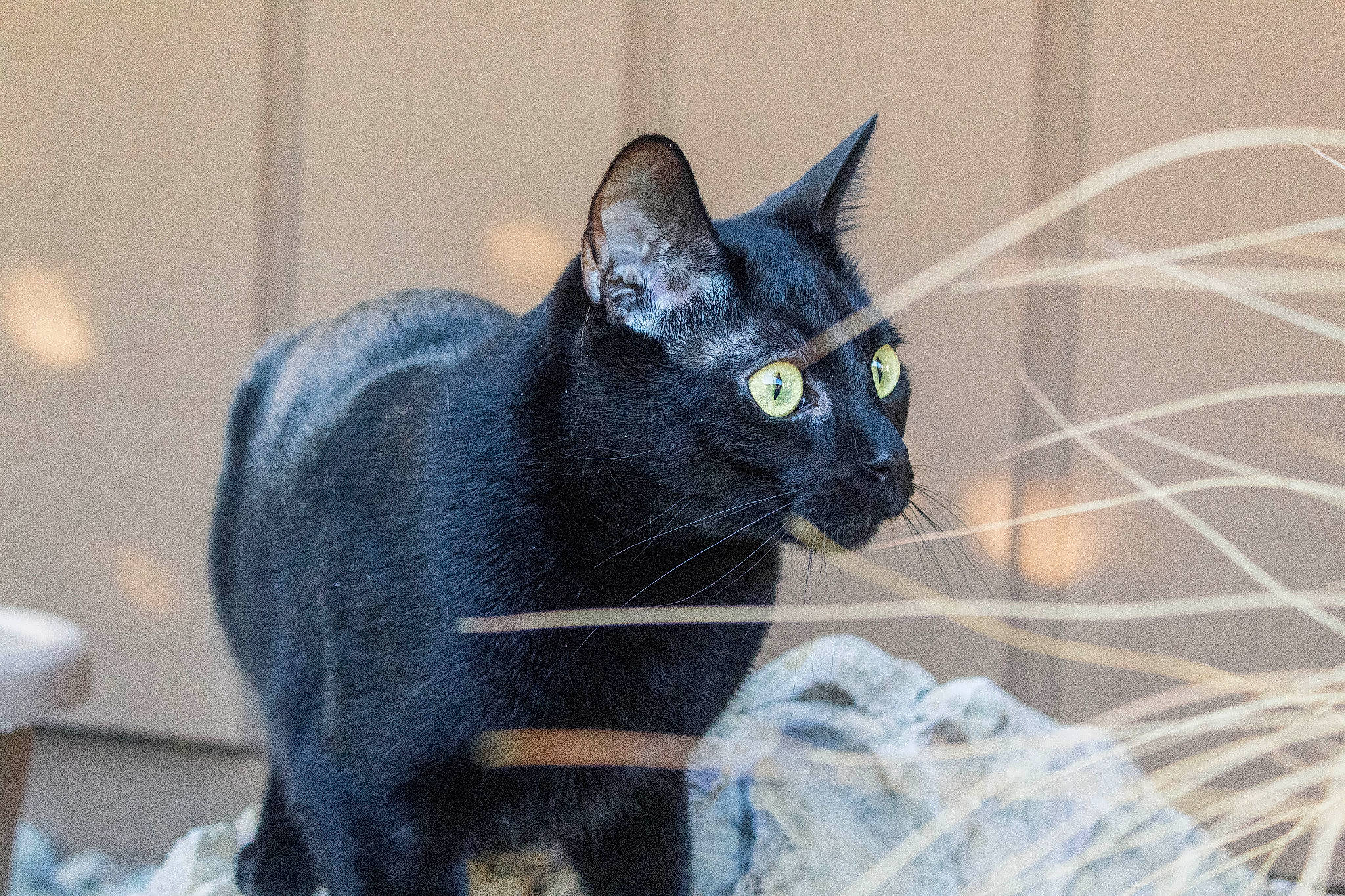Luna is registered to the contest to win money with this photo: black_cat, bombay, carnivore, cat, cat_furniture, chartreux, domestic_short_haired_cat, electric_blue, felidae, fur, grey, korat, sitting, small_to_medium_sized_cats, snout, tail, whiskers, window