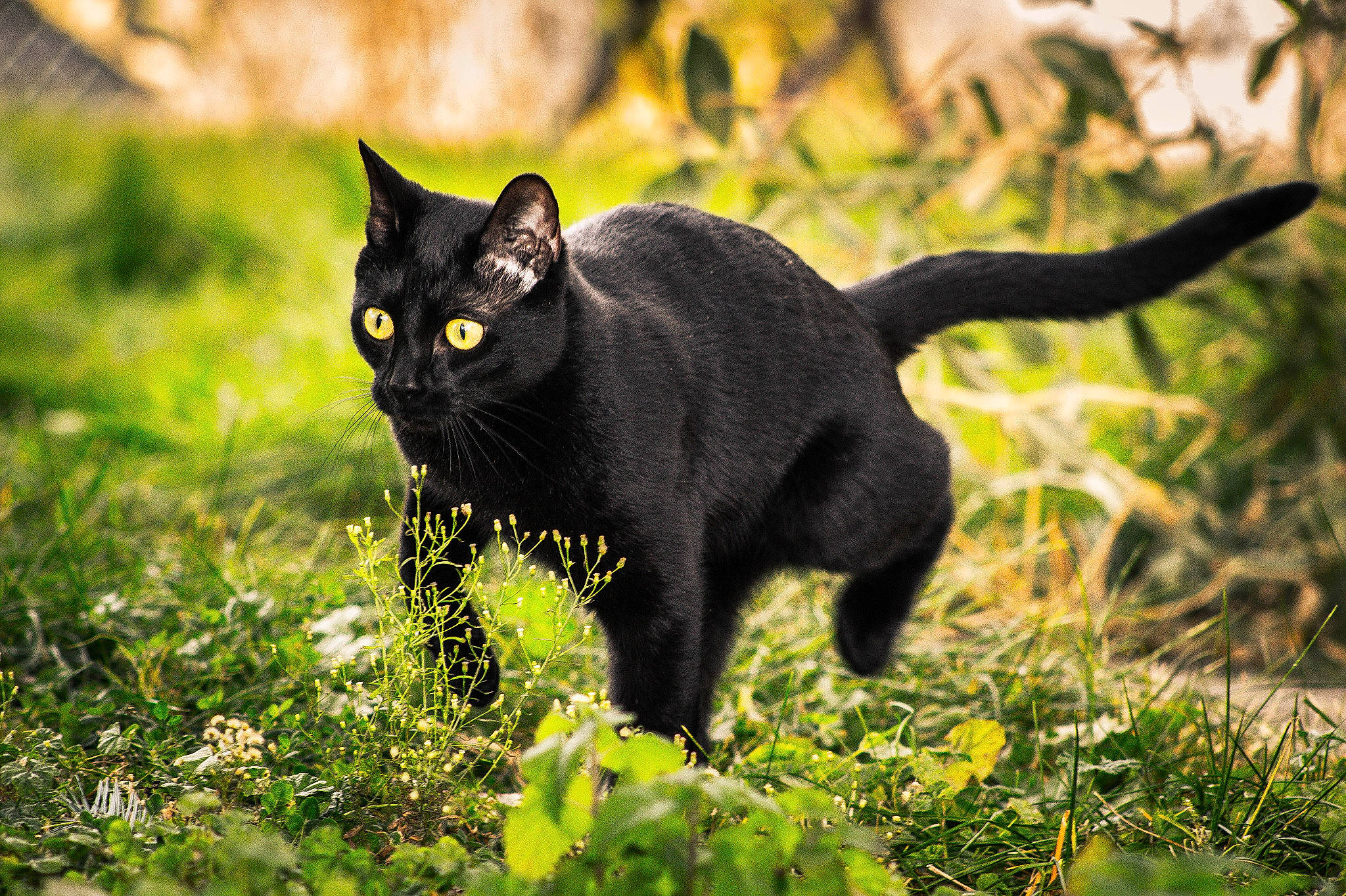 Luna is registered to the contest to win money with this photo: black_cat, bombay, carnivore, cat, domestic_short_haired_cat, felidae, flowering_plant, fur, grass, groundcover, herbaceous_plant, plant, shadow, small_to_medium_sized_cats, snout, tail, terrestrial_animal, tree, whiskers, wildlife