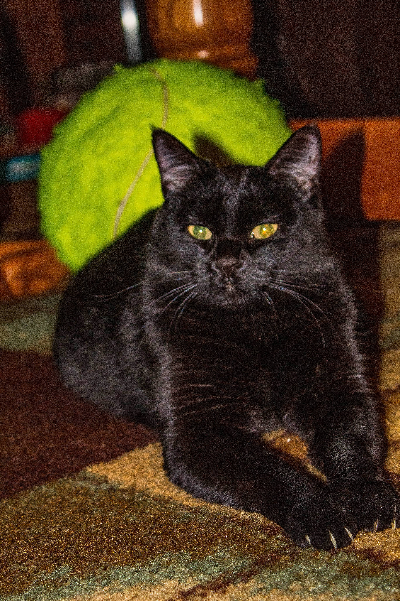 Kitty joined the competition — help win amazing prizes! automotive_tire, black_cat, bombay, carnivore, cat, domestic_short_haired_cat, felidae, fur, grass, grey, plant, road_surface, sitting, small_to_medium_sized_cats, snout, soil, tail, terrestrial_animal, whiskers, window