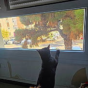Louana a rejoint le concours — aidez-le/la à gagner de superbes lots ! cat, black_cat, window, tree, parking_lot, car, plant, indoor, curious, sunlight, shadow, pet, animal, feline, home, daylight, nature_outside, wall, floor, houseplant
