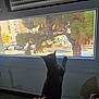 cat, black_cat, window, tree, parking_lot, car, plant, indoor, curious, sunlight, shadow, pet, animal, feline, home, daylight, nature_outside, wall, floor, houseplant