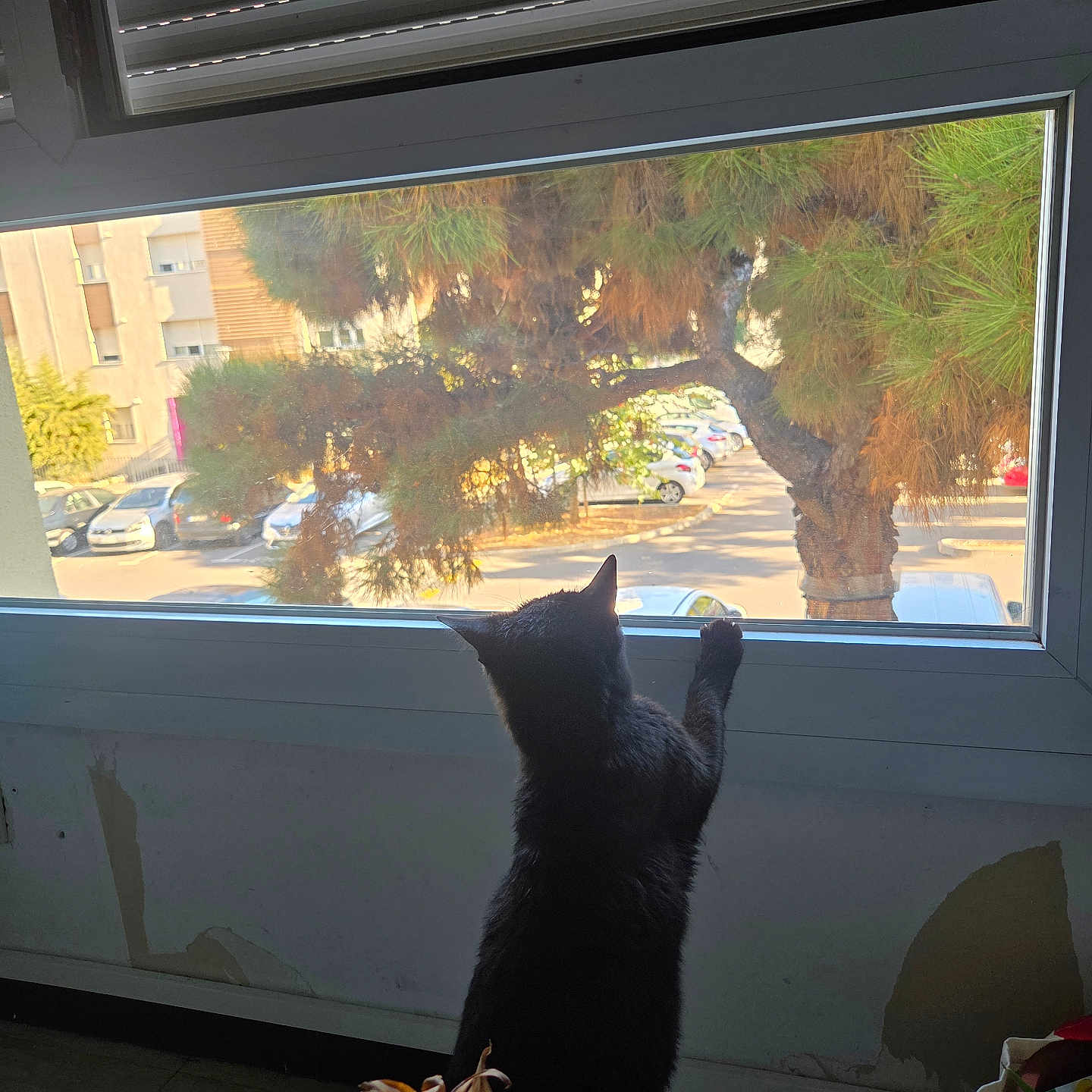 Louana a rejoint le concours — aidez-le/la à gagner de superbes lots ! animal, black_cat, car, cat, curious, daylight, feline, floor, home, houseplant, indoor, nature_outside, parking_lot, pet, plant, shadow, sunlight, tree, wall, window