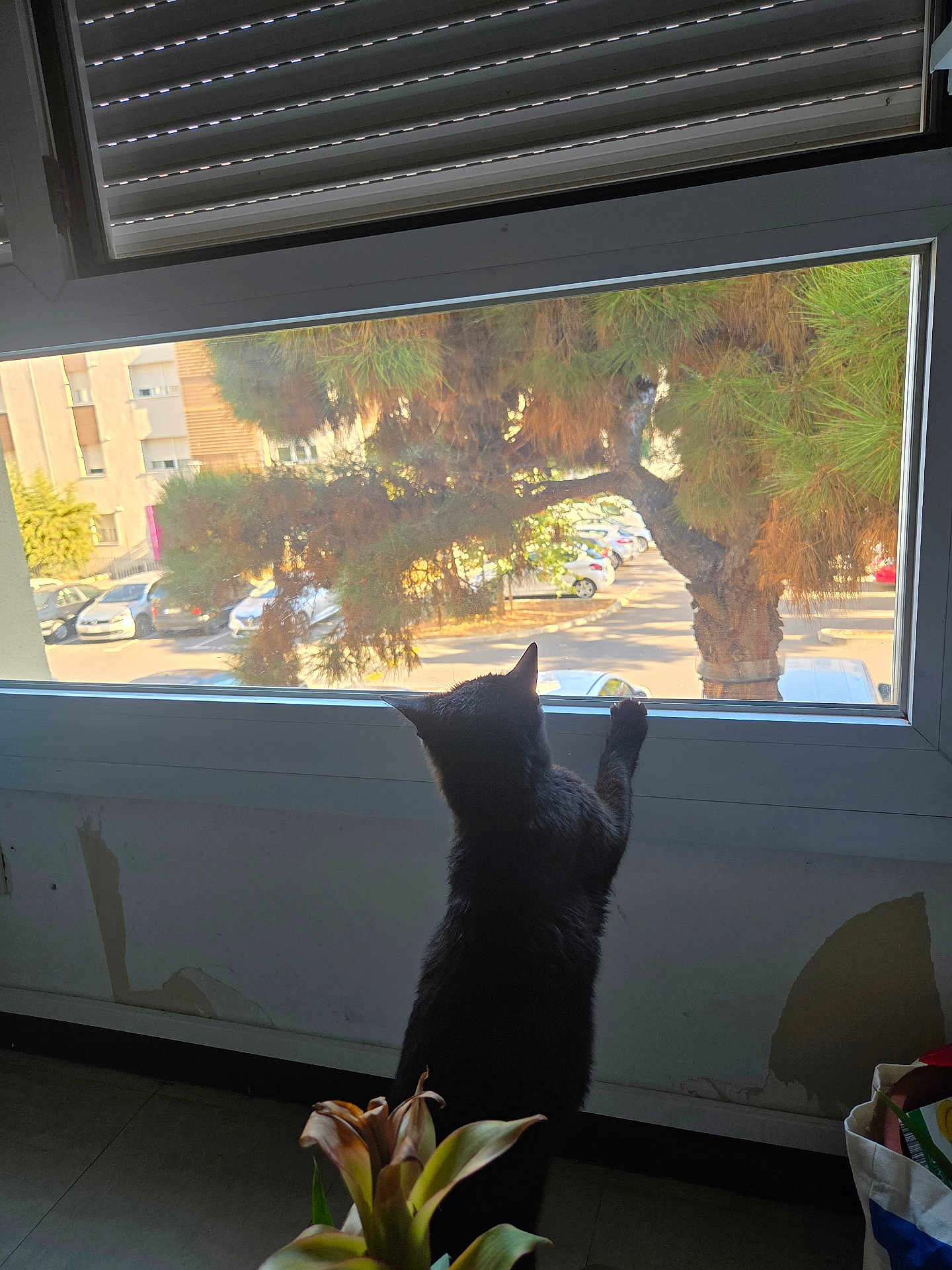 Louana a rejoint le concours — aidez-le/la à gagner de superbes lots ! cat, black_cat, window, tree, parking_lot, car, plant, indoor, curious, sunlight, shadow, pet, animal, feline, home, daylight, nature_outside, wall, floor, houseplant