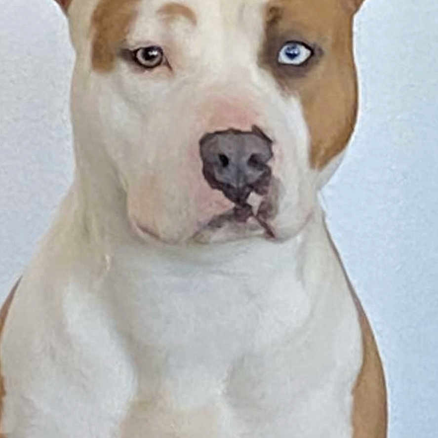 Tina participe au concours pour gagner de l'argent avec cette photo : animal, bostonbull, boxer, bulldog, canine, dog, face, head, person, pet, pitbull, puppy, snout, terrier, whitedog