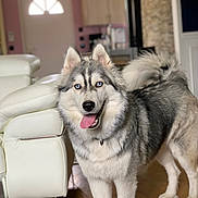 Baikal participe au concours pour gagner de l'argent avec cette photo : animal, blue_eyes, blurred_background, canine, companion, cute, dog, domestic, friendly, fur, happy, house, indoor, living_room, pet, portrait, siberian_husky, tongue_out, white_chair, wooden_floor