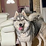 animal, blue_eyes, blurred_background, canine, companion, cute, dog, domestic, friendly, fur, happy, house, indoor, living_room, pet, portrait, siberian_husky, tongue_out, white_chair, wooden_floor