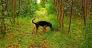 Onizuka a rejoint le concours — aidez-le/la à gagner de superbes lots ! dog, forest, path, trees, greenery, nature, outdoor, grass, bushes, canine, animal, sniffing, daylight, trail, wild, summer, leaves, trunk, scenery, environment