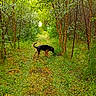 dog, forest, path, trees, greenery, nature, outdoor, grass, bushes, canine, animal, sniffing, daylight, trail, wild, summer, leaves, trunk, scenery, environment