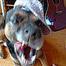 Onizuka a rejoint le concours — aidez-le/la à gagner de superbes lots ! dog, blurry, hat, mouth_open, teeth, wooden_floor, guitar, chair, indoor, foot, pet, canine, toy, playing, furniture, flooring, animal, closeup, motion_blur, home