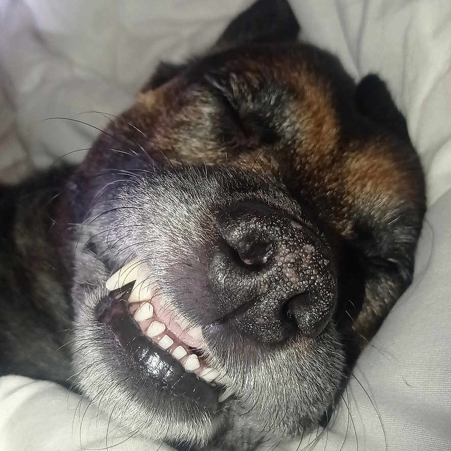 Onizuka participe au concours pour gagner de l'argent avec cette photo : dog, sleeping, smiling, teeth, bed, blanket, close_up, pet, canine, resting, cozy, white_bedding, face, snout, fur, cute, domestic_animal, relaxed, indoor, napping