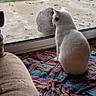 cat, guinea_fowl, glass_door, blanket, couch, indoor, outdoor, patio, window, animal, bird, curious, white_cat, furniture, colorful, daylight, plant, greenhouse, floor, quiet