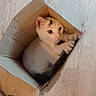 cat, cardboard_box, floor, wooden_floor, shoe, pet, animal, indoor, cute, small_box, white_cat, black_spots, curled_up, alert, cozy, home, domestic, feline, resting, compact_space