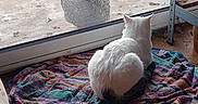 Eustache a rejoint le concours — aidez-le/la à gagner de superbes lots ! cat, chicken, glass_door, towel, indoor, outdoor, greenhouse, garden, floor, plug, cable, concrete, animal, pet, curious, white_cat, bird, window, colorful, texture
