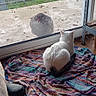 cat, chicken, glass_door, towel, indoor, outdoor, greenhouse, garden, floor, plug, cable, concrete, animal, pet, curious, white_cat, bird, window, colorful, texture