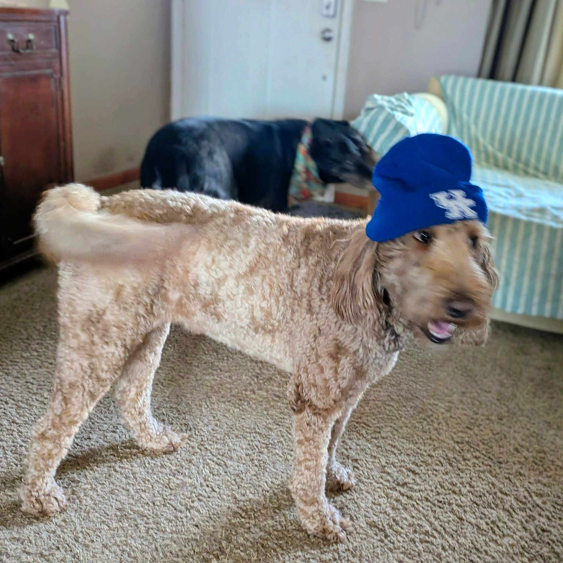 Lily is registered to the contest to win money with this photo: dog, indoor, carpet, beanie_hat, brown_dog, black_dog, furniture, couch, door, living_room, pet, animal, canine, hat, standing, two_dogs, home, blurred_face, domestic, companion