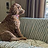 Lily joined the competition — help win amazing prizes! dog, curly_fur, couch, indoor, window, collar, pet, side_view, domestic_animal, fur, resting, looking_out, home, furniture, curtains, natural_light, quiet, calm, brown_dog, relaxed
