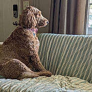 dog, curly_fur, couch, indoor, window, collar, pet, side_view, domestic_animal, fur, resting, looking_out, home, furniture, curtains, natural_light, quiet, calm, brown_dog, relaxed