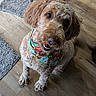 Lily joined the competition — help win amazing prizes! dog, canine, pet, indoor, floor, wooden_floor, bandana, holiday, festive, smiling, fur, curly_fur, brown_fur, mammal, animal, cute, looking_up, sitting, happy, domestic_animal