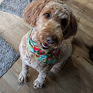 dog, canine, pet, indoor, floor, wooden_floor, bandana, holiday, festive, smiling, fur, curly_fur, brown_fur, mammal, animal, cute, looking_up, sitting, happy, domestic_animal
