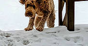 Lily joined the competition — help win amazing prizes! dog, snow, outdoor, wood, playful, curly_fur, brown_dog, winter, animal, pet, ears, fur, nature, daylight, cold, jumping, active, canine, snowy_ground, wooden_post