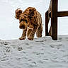 dog, snow, outdoor, wood, playful, curly_fur, brown_dog, winter, animal, pet, ears, fur, nature, daylight, cold, jumping, active, canine, snowy_ground, wooden_post