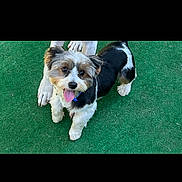 Chase joined the competition — help win amazing prizes! dog, small_dog, black_and_white, fluffy, tongue_out, green_turf, grass, pet, animal, cute, happy, playful, outdoor, canine, fur, companion, domestic_animal, friendly, looking_up, standing